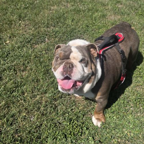 Enlarge Chad, a Adoptable English Bulldog in Austin, TX image 4/5