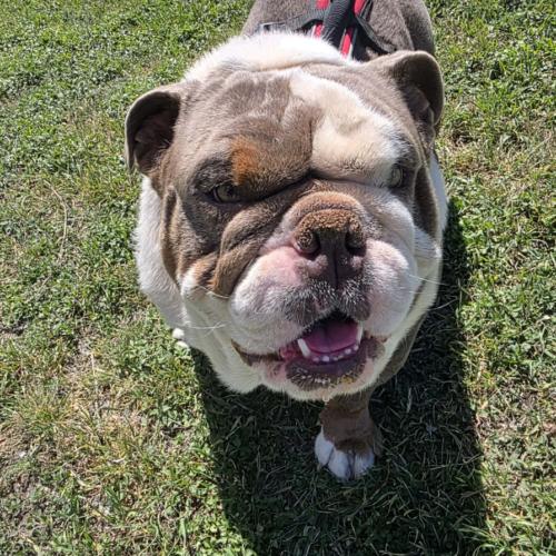 Enlarge Chad, a Adoptable English Bulldog in Austin, TX image 5/5