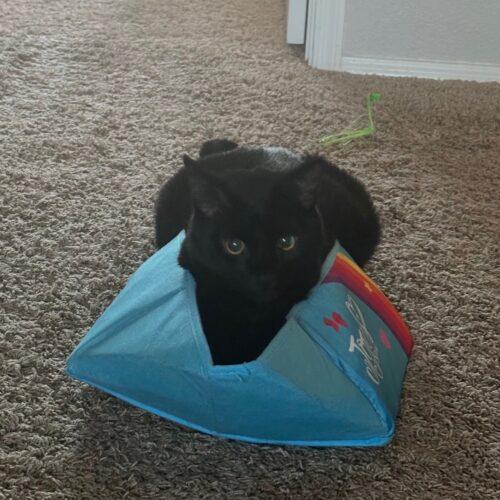 Enlarge Paddy aka Kobe, a Adoptable Domestic Medium Hair in Gilbert, AZ image 1/2