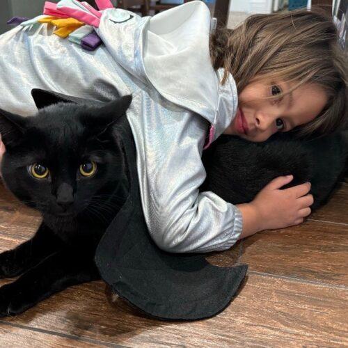 Enlarge Paddy aka Kobe, a Adoptable Domestic Medium Hair in Gilbert, AZ image 2/2