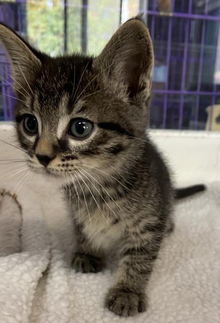 Hawk, Adopted, Adult Male Domestic Short Hair.