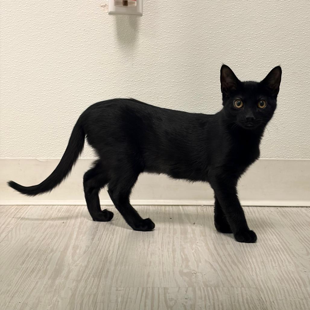 Jolene, Adoptable, Kitten Female Domestic Short Hair.