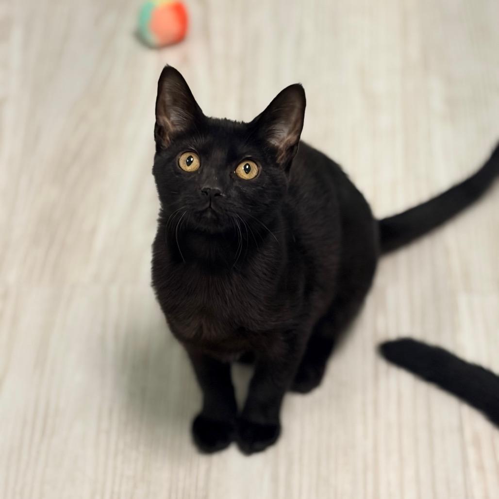 Enlarge Jolene, a Adoptable Domestic Short Hair in Watertown, NY image 2/5
