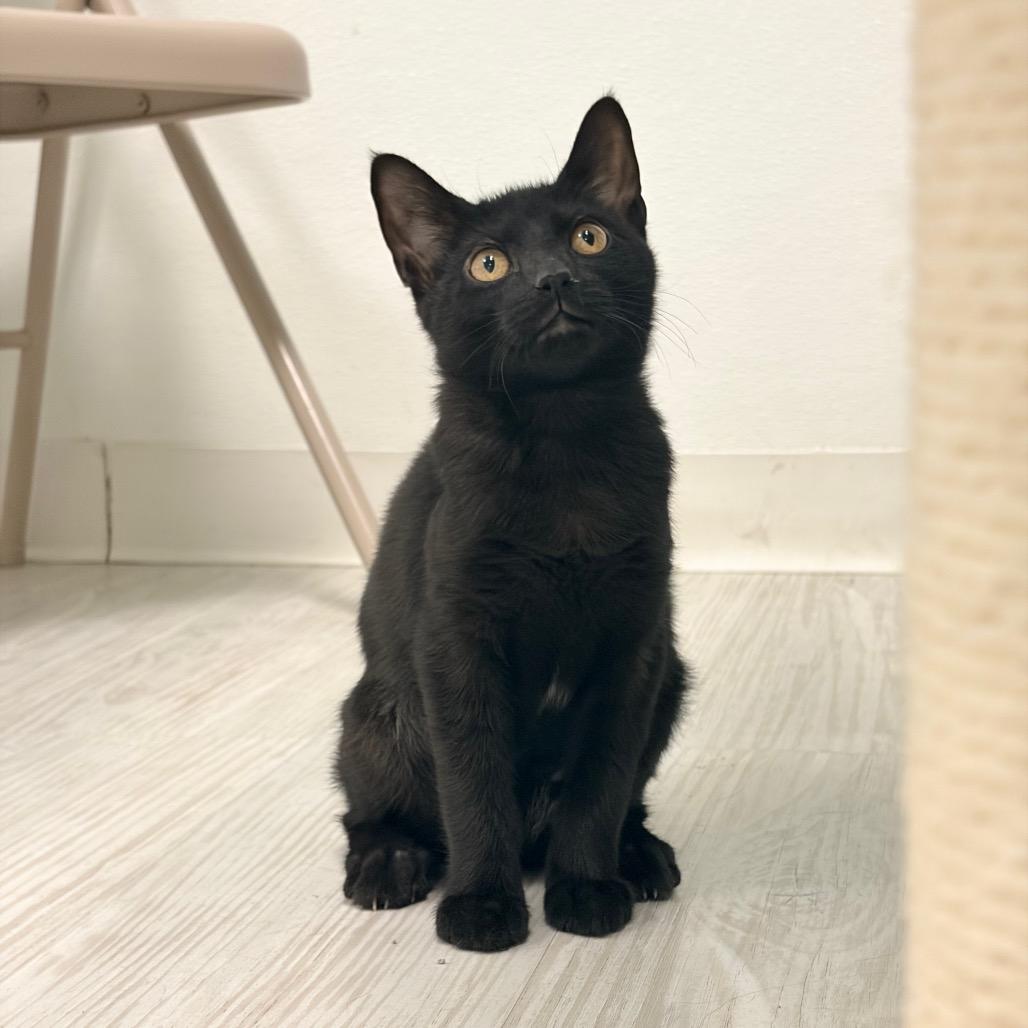 Enlarge Jolene, a Adoptable Domestic Short Hair in Watertown, NY image 3/5