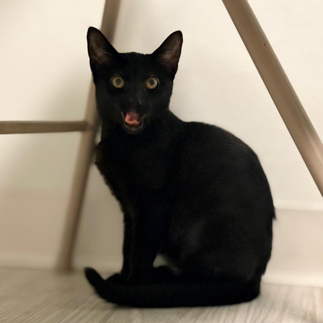Enlarge Jolene, a Adoptable Domestic Short Hair in Watertown, NY image 4/5