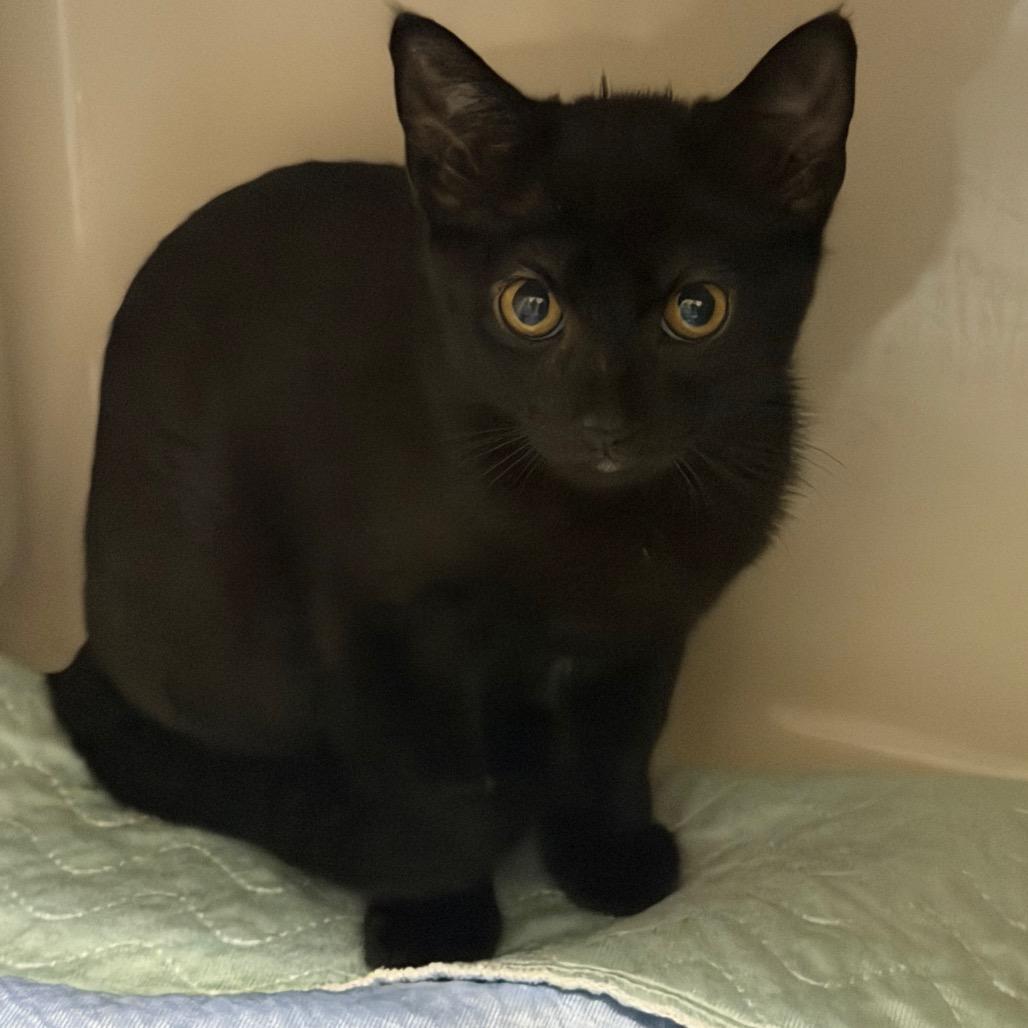Enlarge Jolene, a Adoptable Domestic Short Hair in Watertown, NY image 5/5