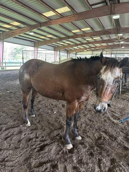 Poker, ADOPTABLE, Adult Male Grade.