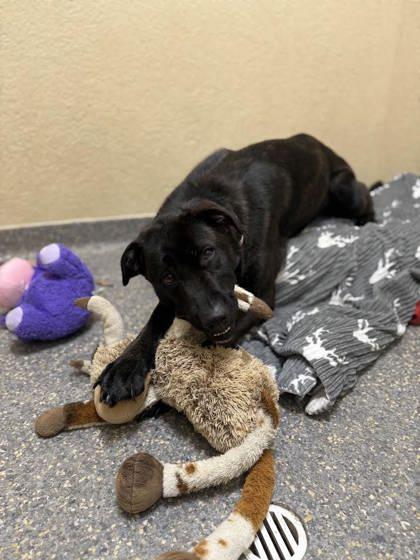 Clarabelle, Adoptable, Adult Female Mixed Breed & Mixed Breed.