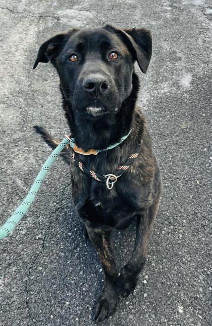 Clarabelle, a Adoptable mixed breed in Winchester, VA image 2/3