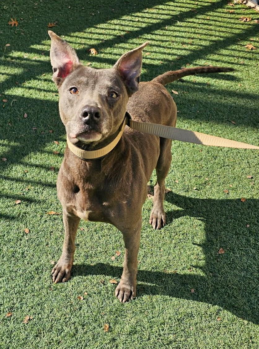 Enlarge Chyanne, a Adoptable Pit Bull Terrier in Rockwall, TX image 1/3