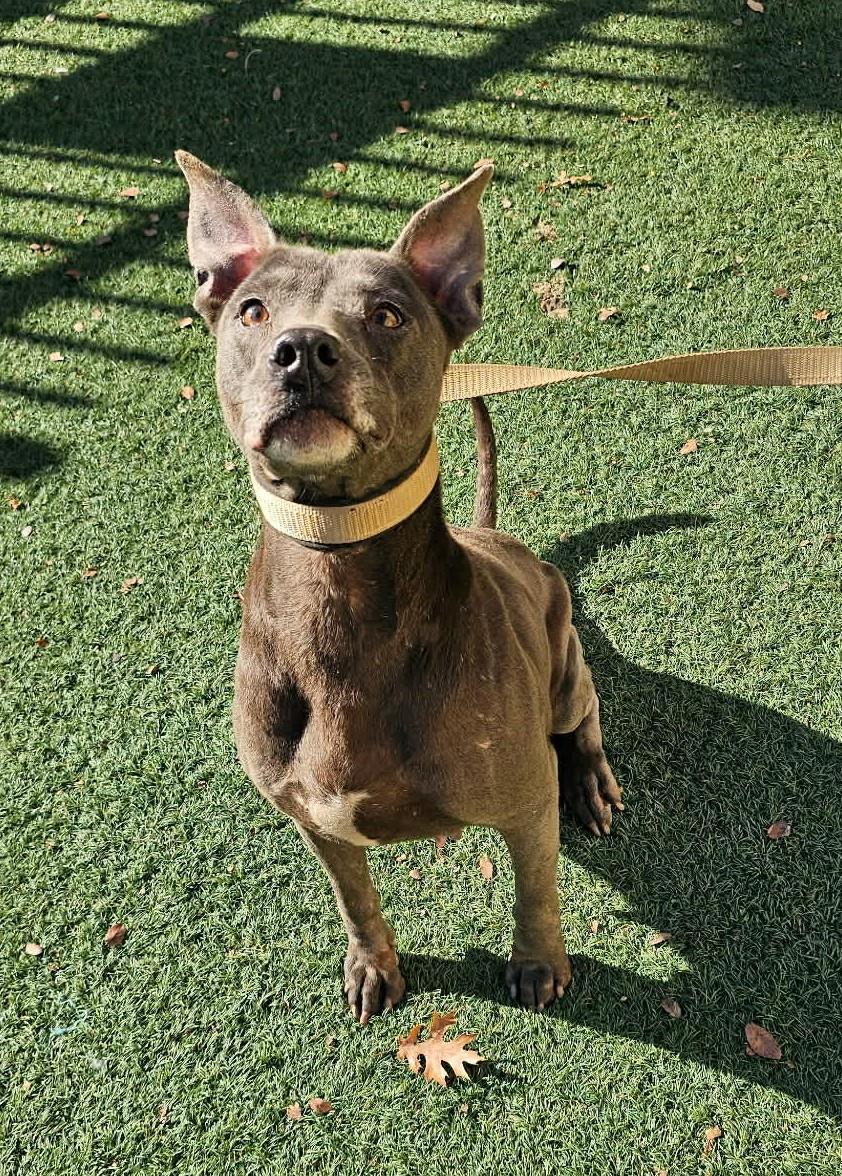 Chyanne, Adoptable, Adult Female Pit Bull Terrier.