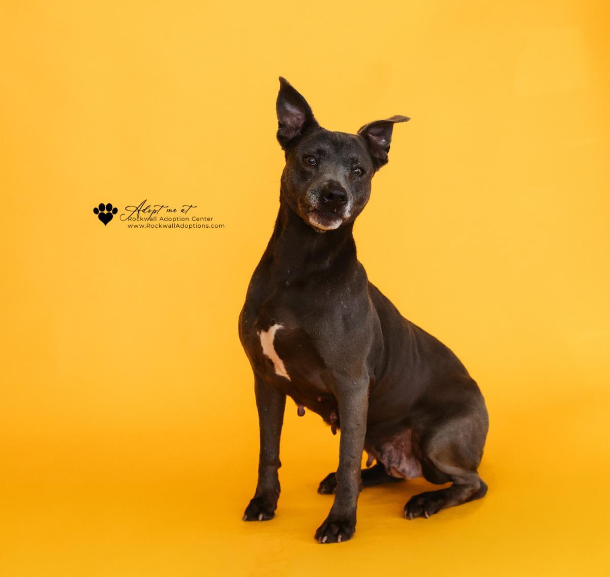 Enlarge Chyanne-Adoption Fee $75! Diamond Dog!, a Adoptable Pit Bull Terrier in Rockwall, TX image 1/3
