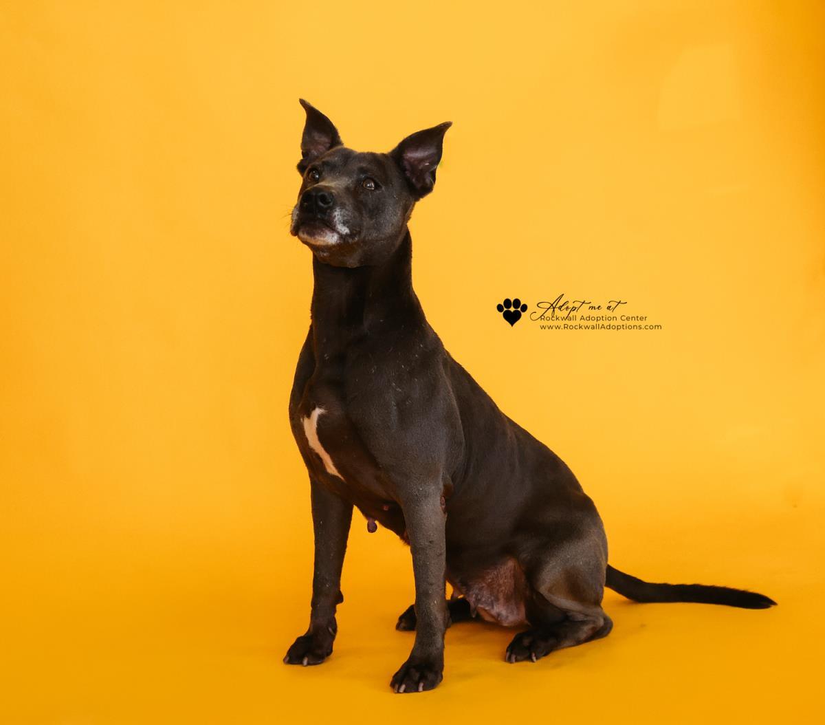 Enlarge Chyanne-Adoption Fee $75! Diamond Dog!, a Adoptable Pit Bull Terrier in Rockwall, TX image 3/3