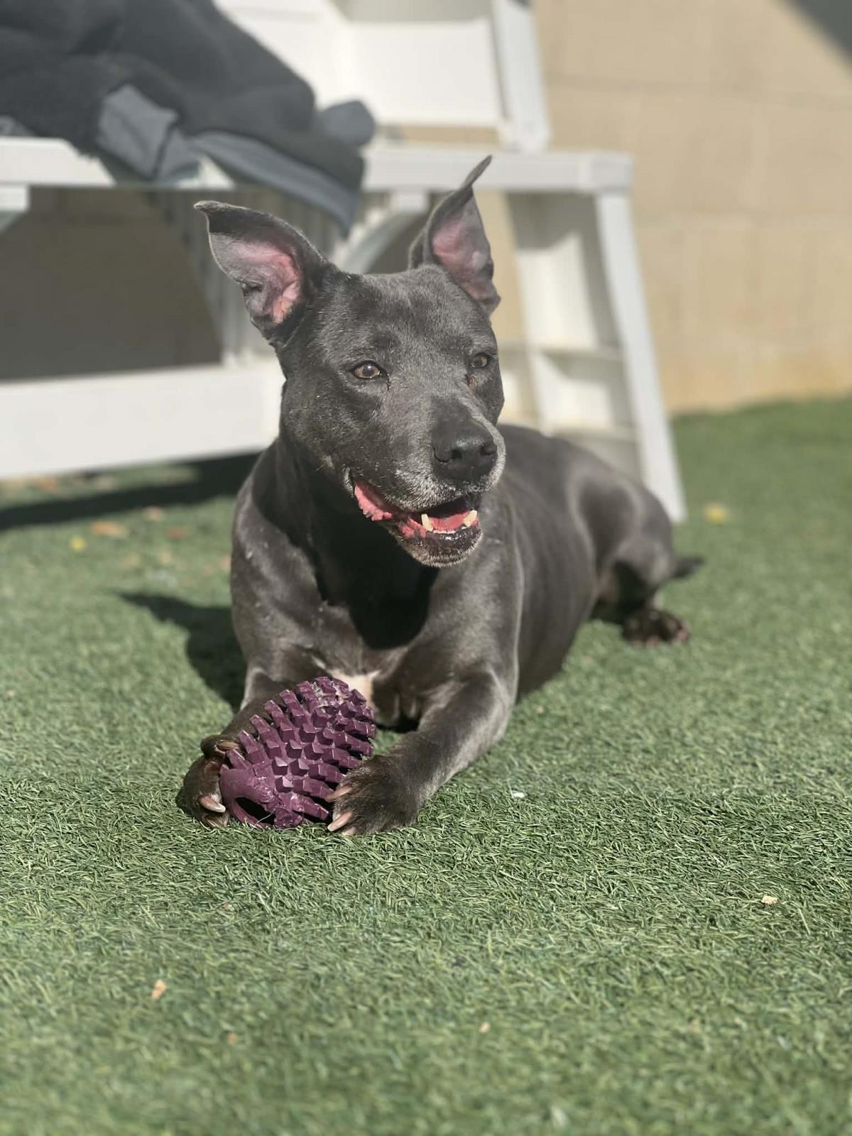 Enlarge Chyanne, a Adoptable Pit Bull Terrier in Rockwall, TX image 2/3
