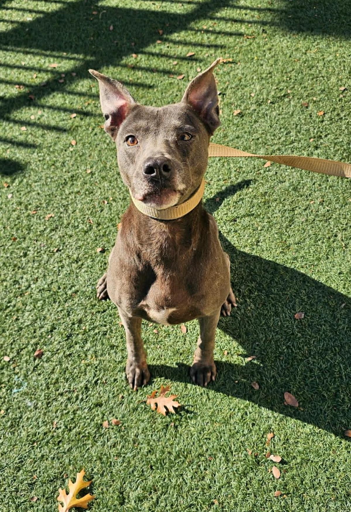 Enlarge Chyanne, a Adoptable Pit Bull Terrier in Rockwall, TX image 3/3