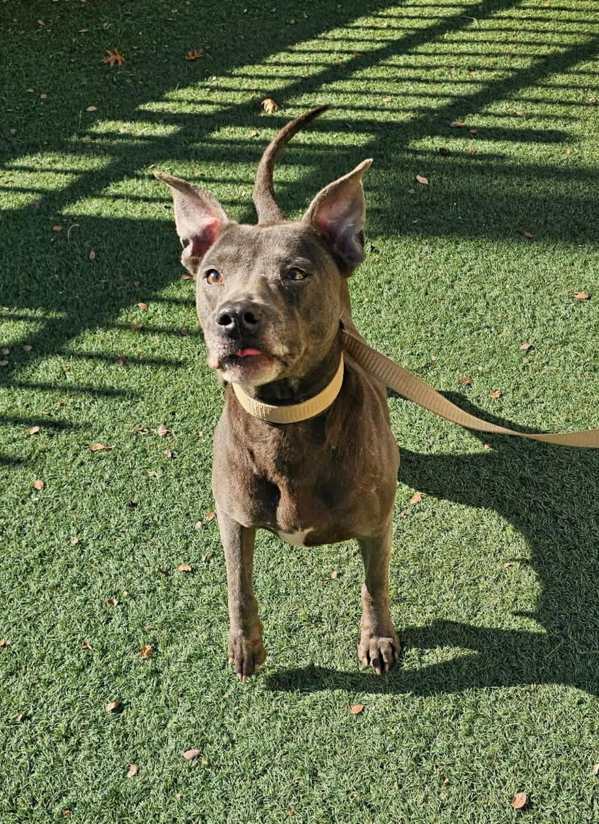 Enlarge Chyanne, a Adoptable Pit Bull Terrier in Rockwall, TX image 3/3