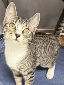 Esme, an adoptable Tabby in Shasta Lake, CA, 96019 | Photo Image 1