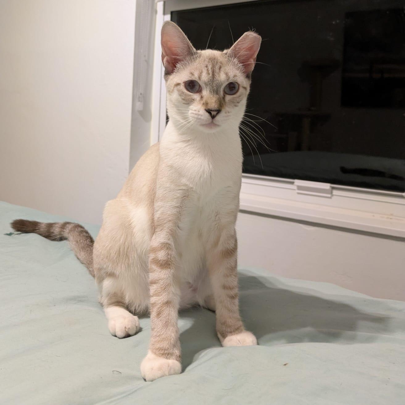 Cindy & Cowboy - BONDED!, a Adoptable Siamese in Springfield, MA image 1/6