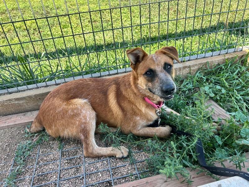 Red Baron, Adoptable, Young Male Mixed Breed.