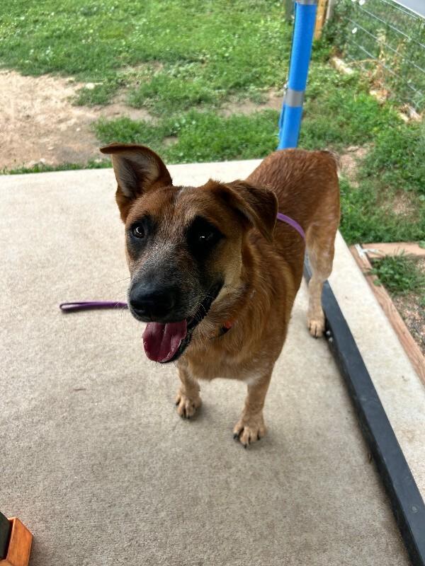 Red Baron, a Adoptable Mixed Breed in Fort Collins, CO image 2/6