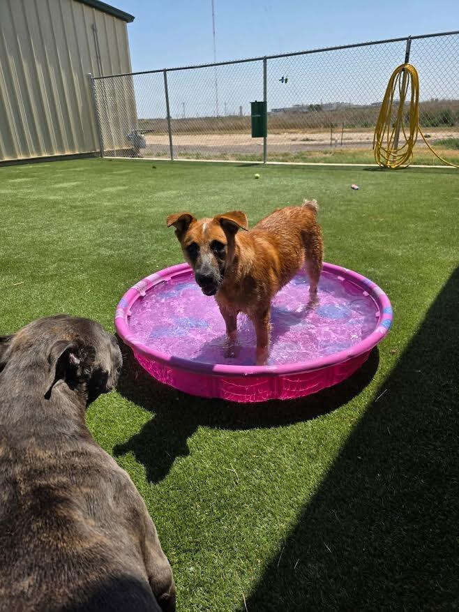 Red Baron, a Adoptable Mixed Breed in Fort Collins, CO image 3/6