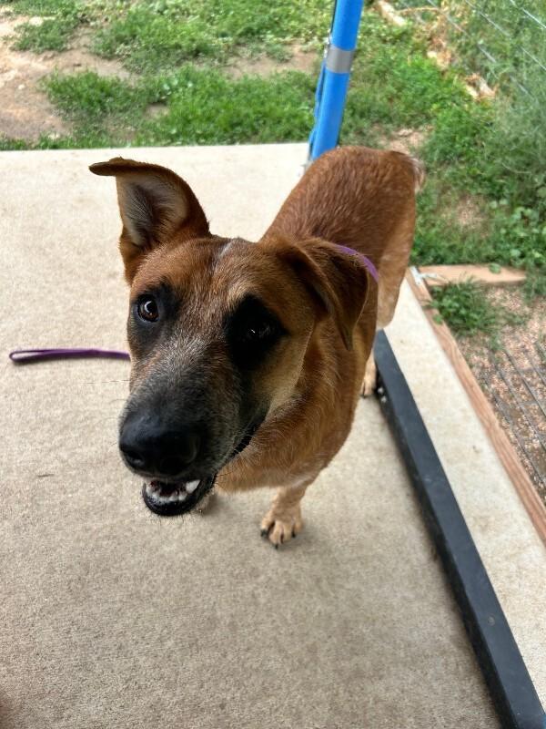 Red Baron, a Adoptable Mixed Breed in Fort Collins, CO image 4/6
