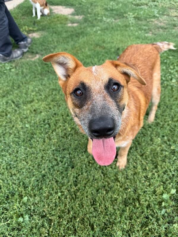 Red Baron, a Adoptable Mixed Breed in Fort Collins, CO image 5/6