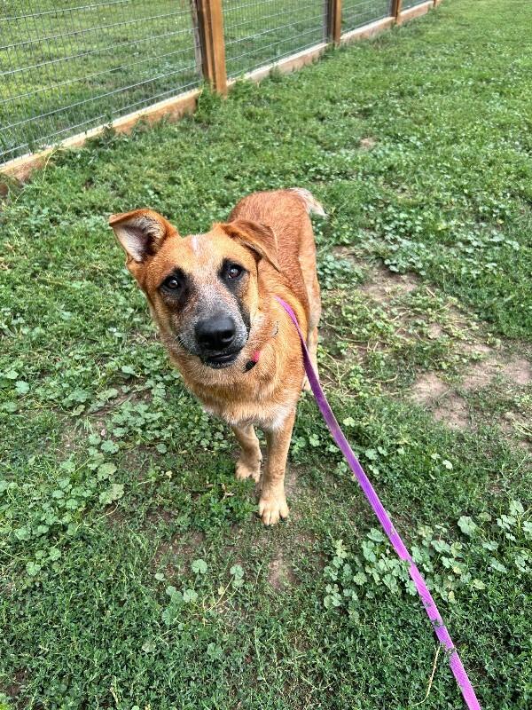 Red Baron, a Adoptable Mixed Breed in Fort Collins, CO image 6/6