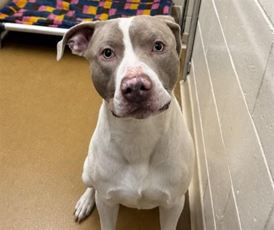 Enlarge ZEUS, a Adoptable mixed breed in Anchorage, AK image 1/1