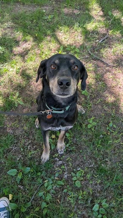 Nyla, Adoptable, Adult Female Coonhound & Mixed Breed.