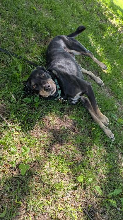 Enlarge Nyla, a Adoptable mixed breed in Shawano, WI image 2/3