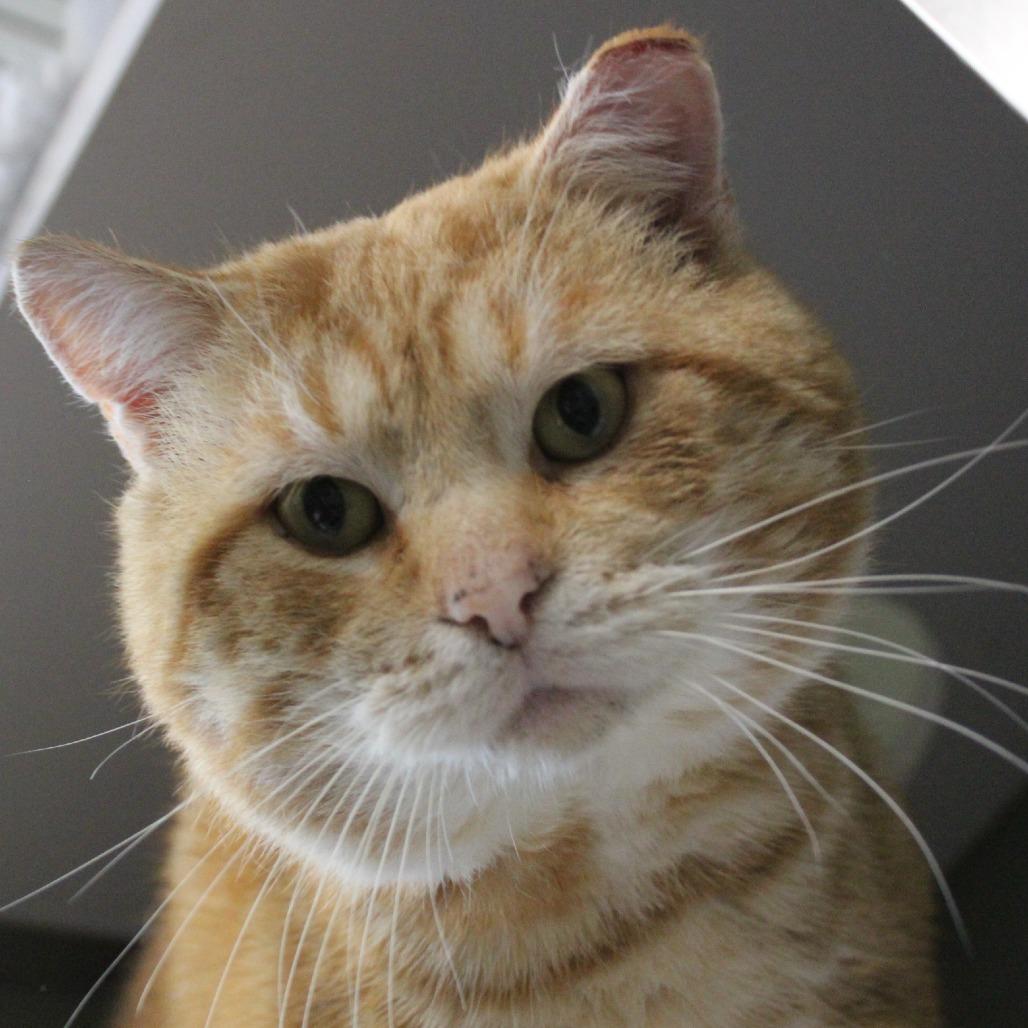 Enlarge Jeremiah, a Adoptable Domestic Short Hair in Melbourne, KY image 1/2