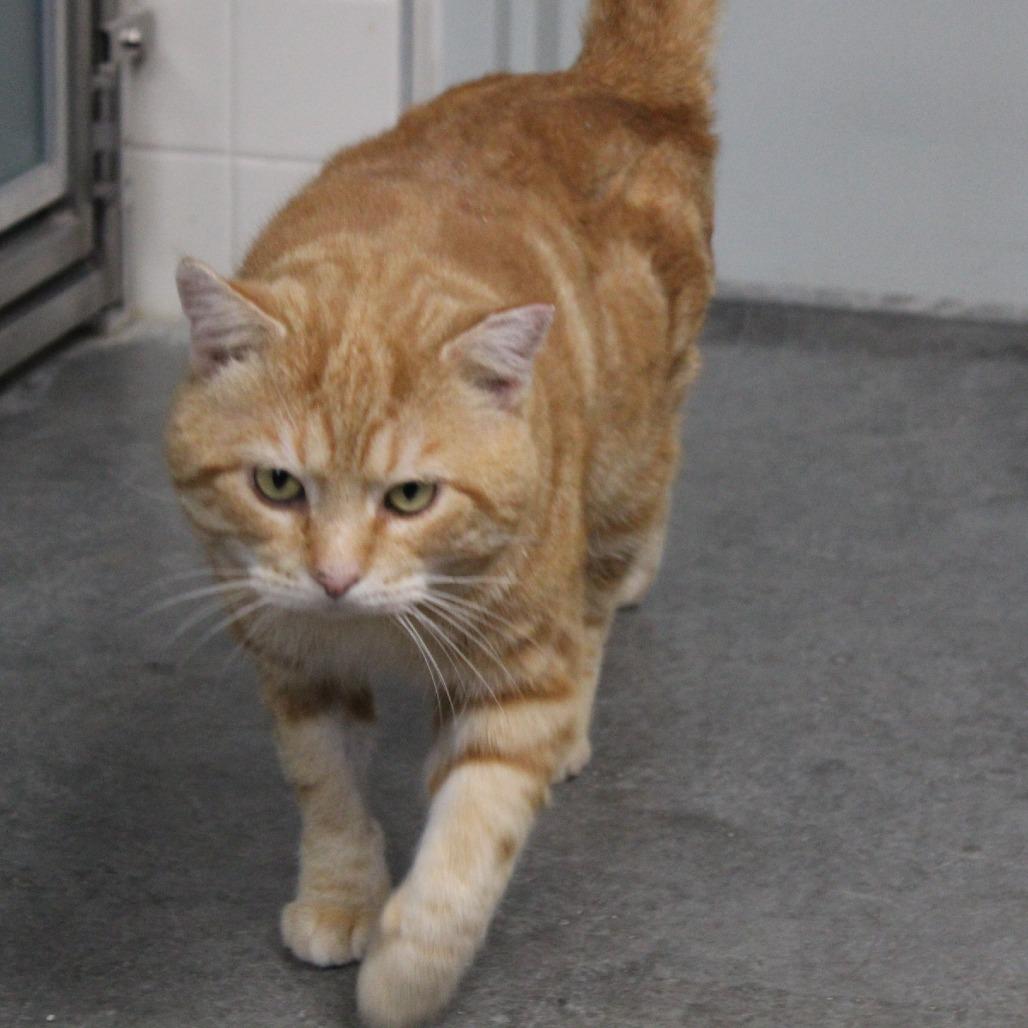 Enlarge Scavenger, a Adoptable Domestic Short Hair in Melbourne, KY image 2/6