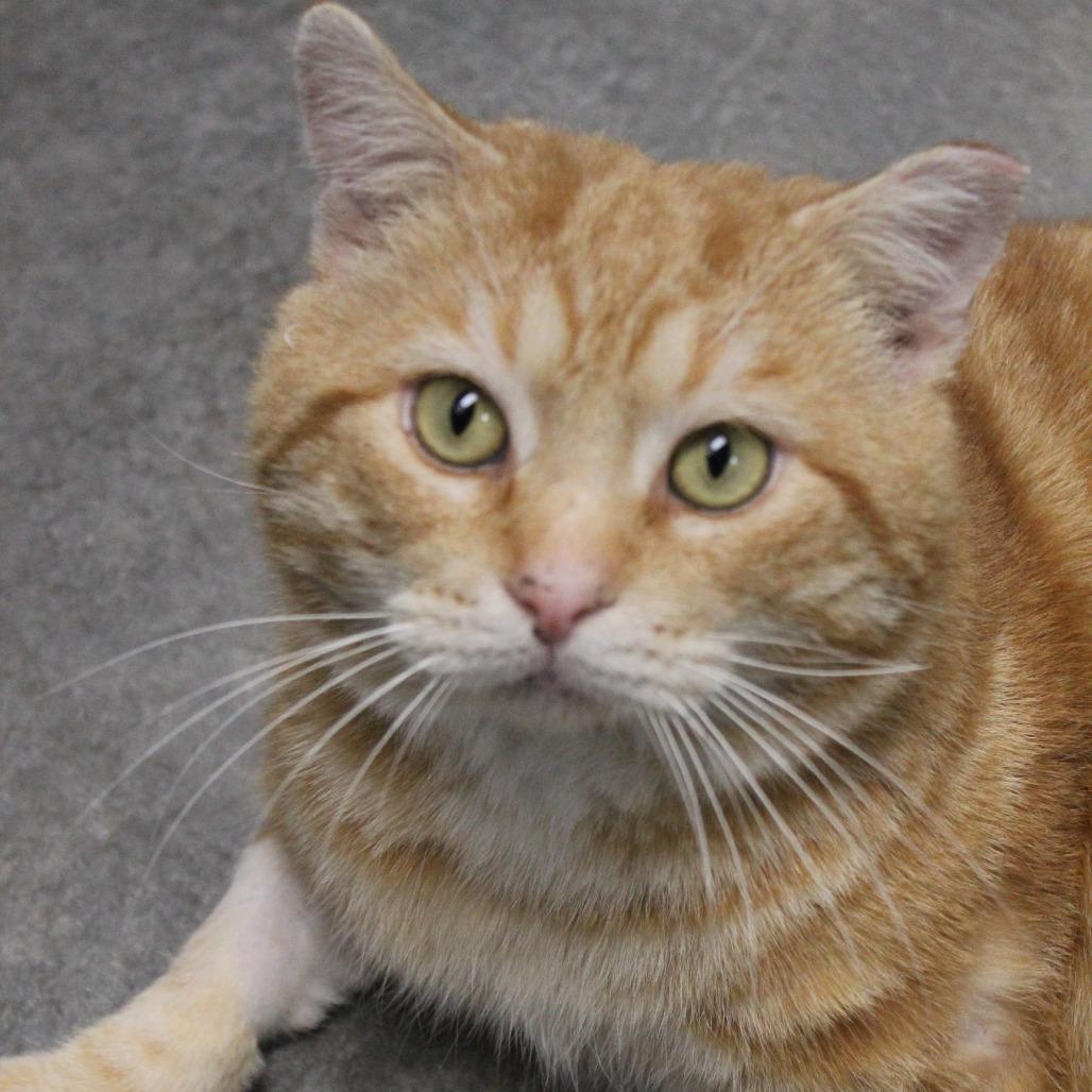 Enlarge Scavenger, a Adoptable Domestic Short Hair in Melbourne, KY image 3/6