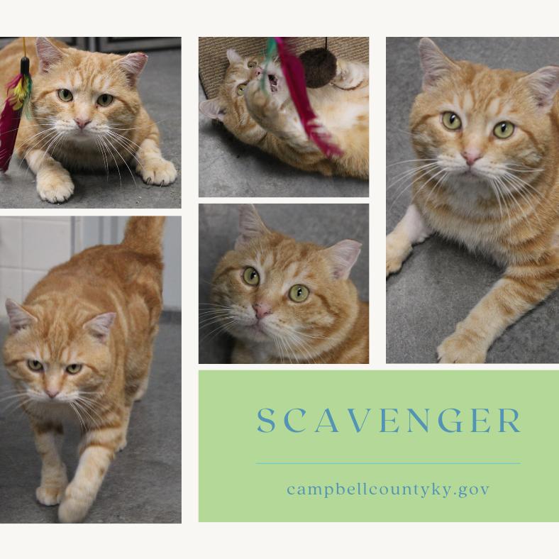 Enlarge Scavenger, a Adoptable Domestic Short Hair in Melbourne, KY image 4/6