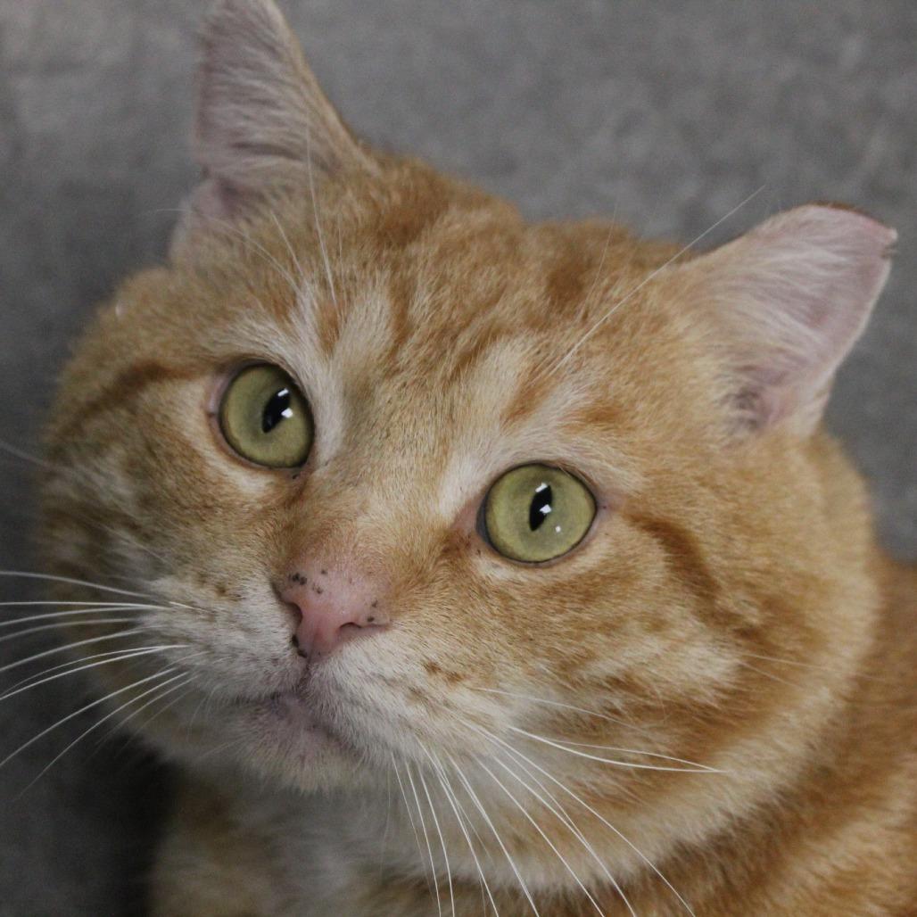 Enlarge Scavenger, a Adoptable Domestic Short Hair in Melbourne, KY image 5/6