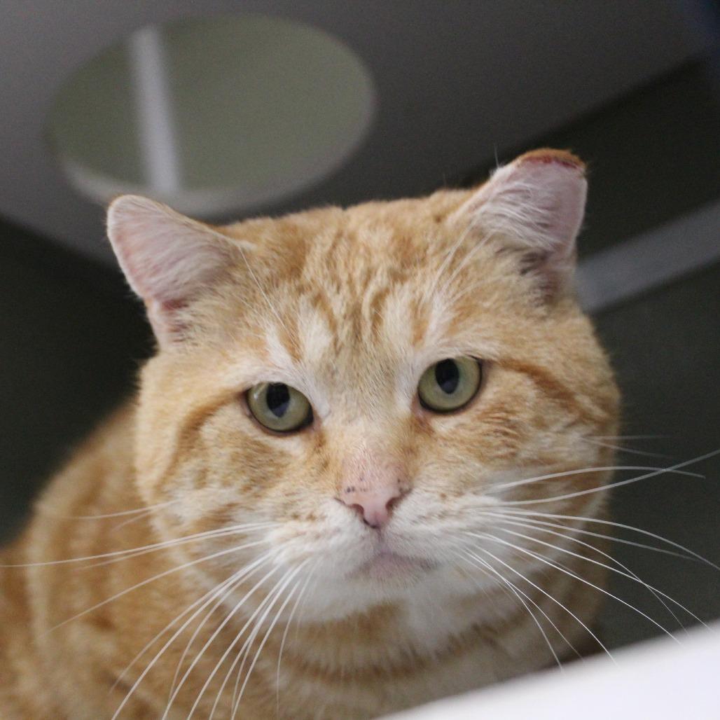 Enlarge Jeremiah, a Adoptable Domestic Short Hair in Melbourne, KY image 2/2