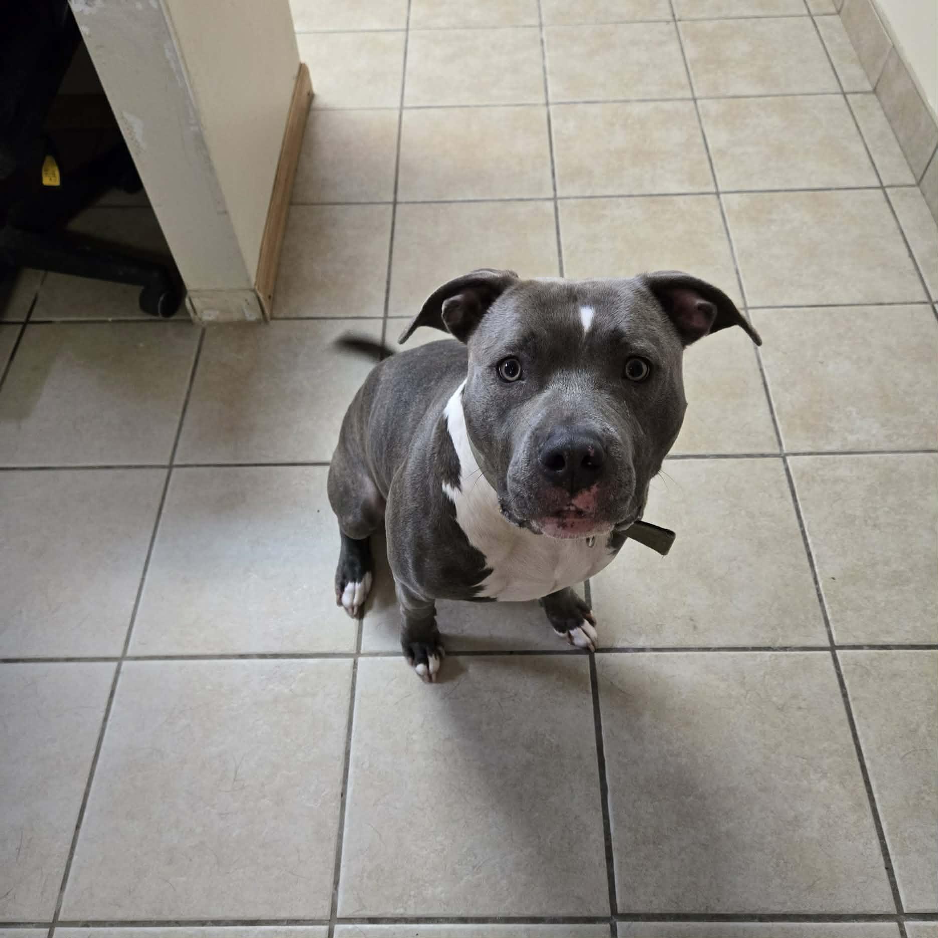 Bruce, Adoptable, Adult Male American Staffordshire Terrier.