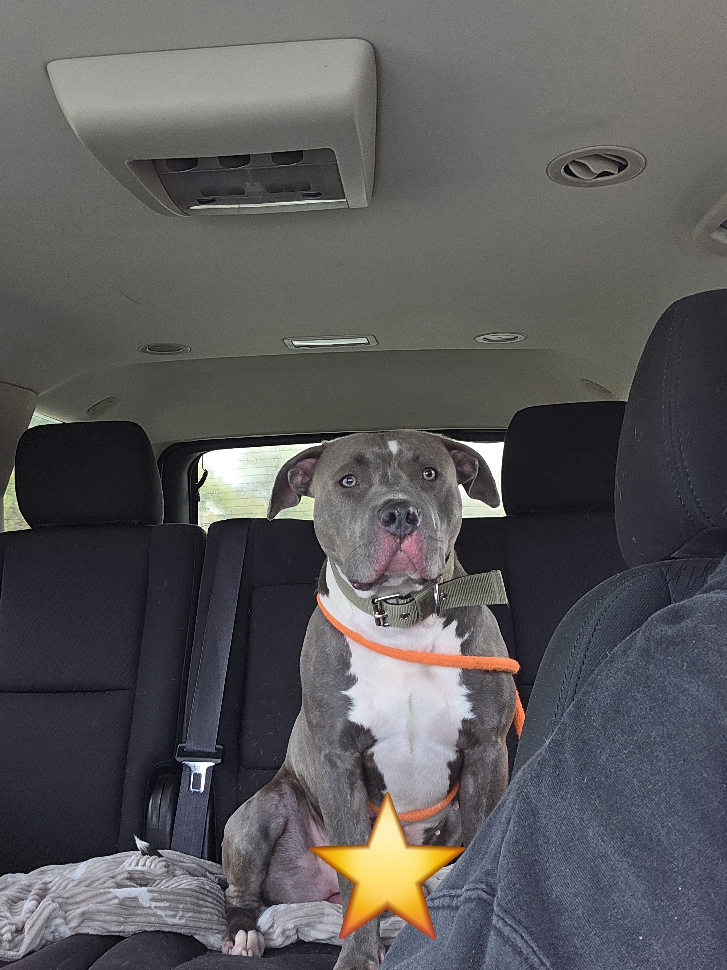 Enlarge Bruce, a Adoptable American Staffordshire Terrier in West Branch, MI image 1/1