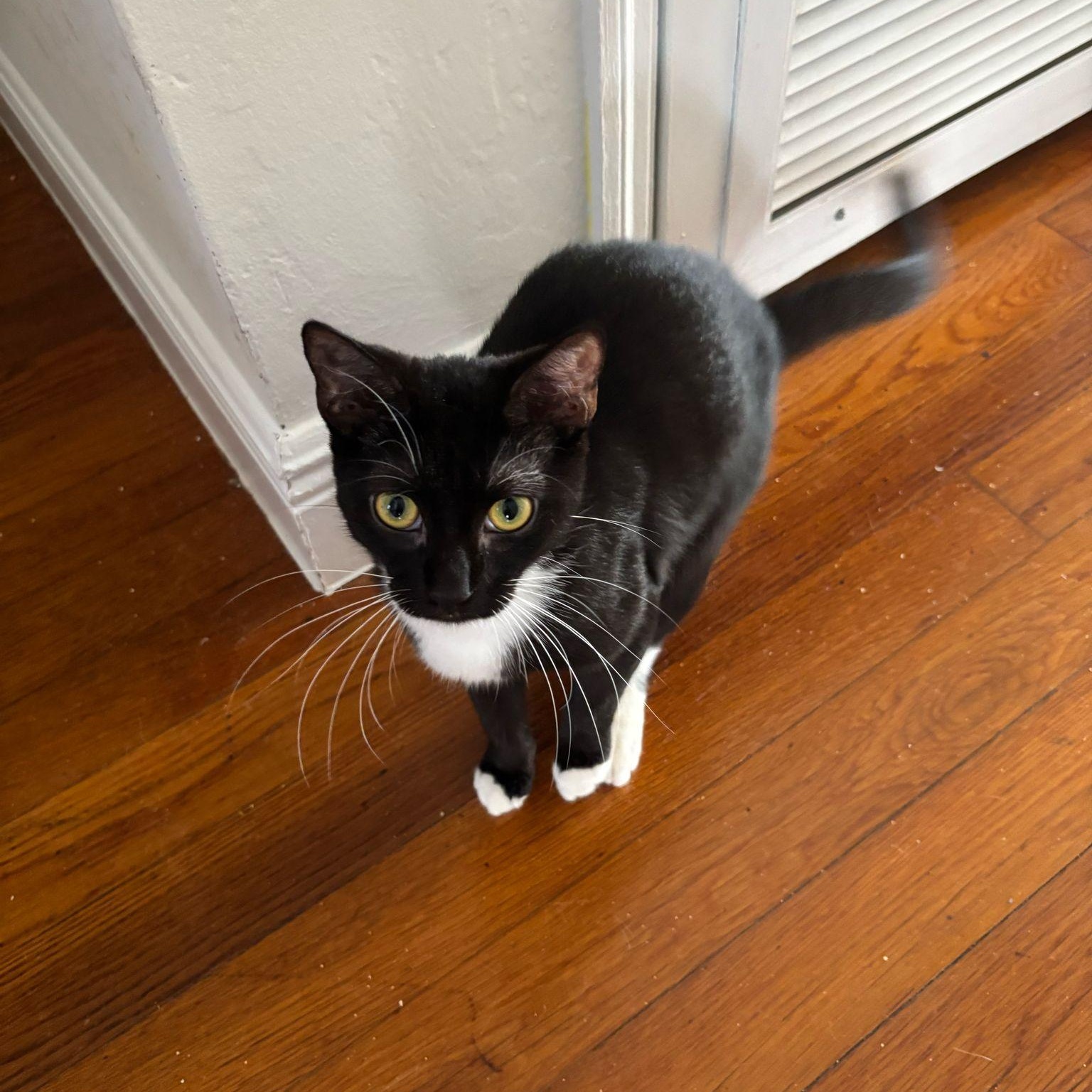 Simona, Adoptable, Kitten Female Tuxedo.