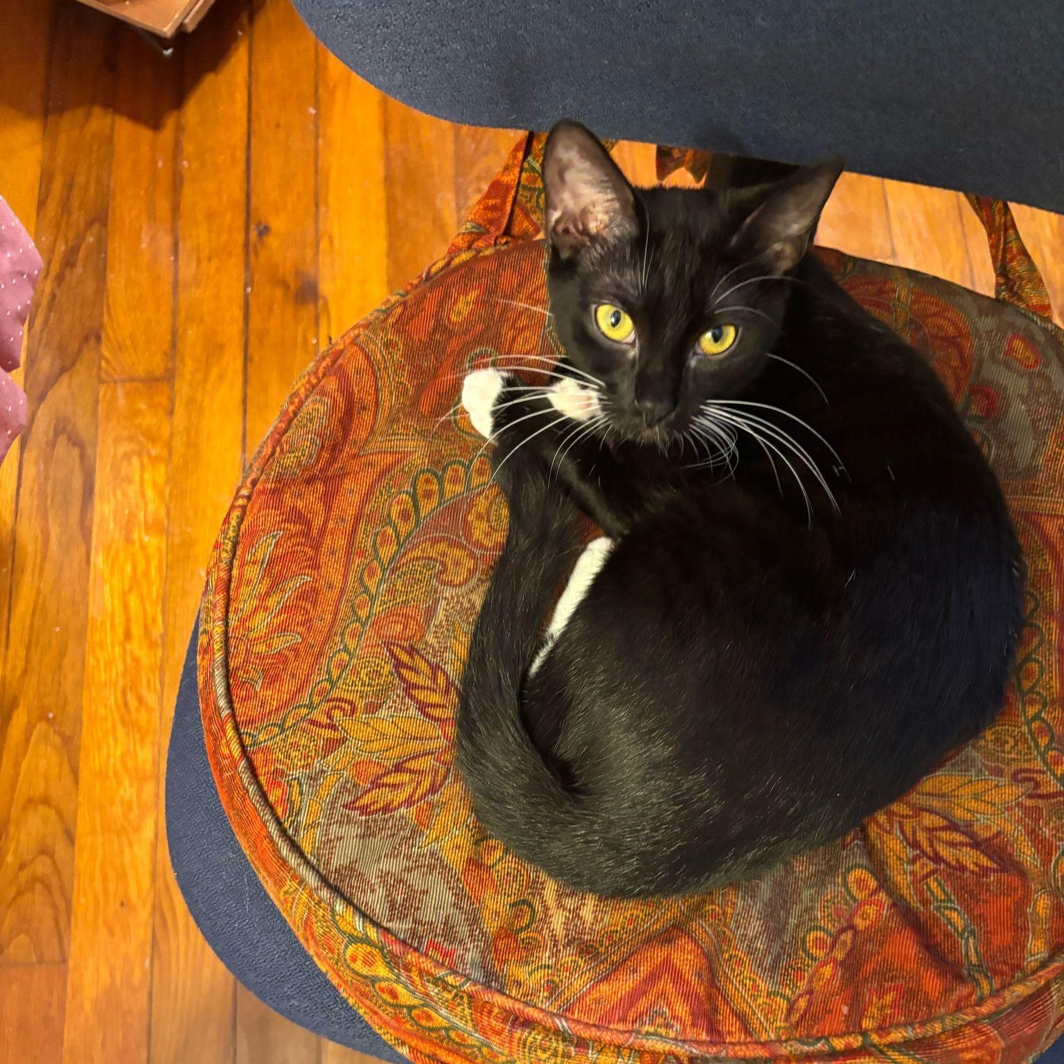 Simona, a Adoptable Tuxedo in Miami Beach, FL image 2/3