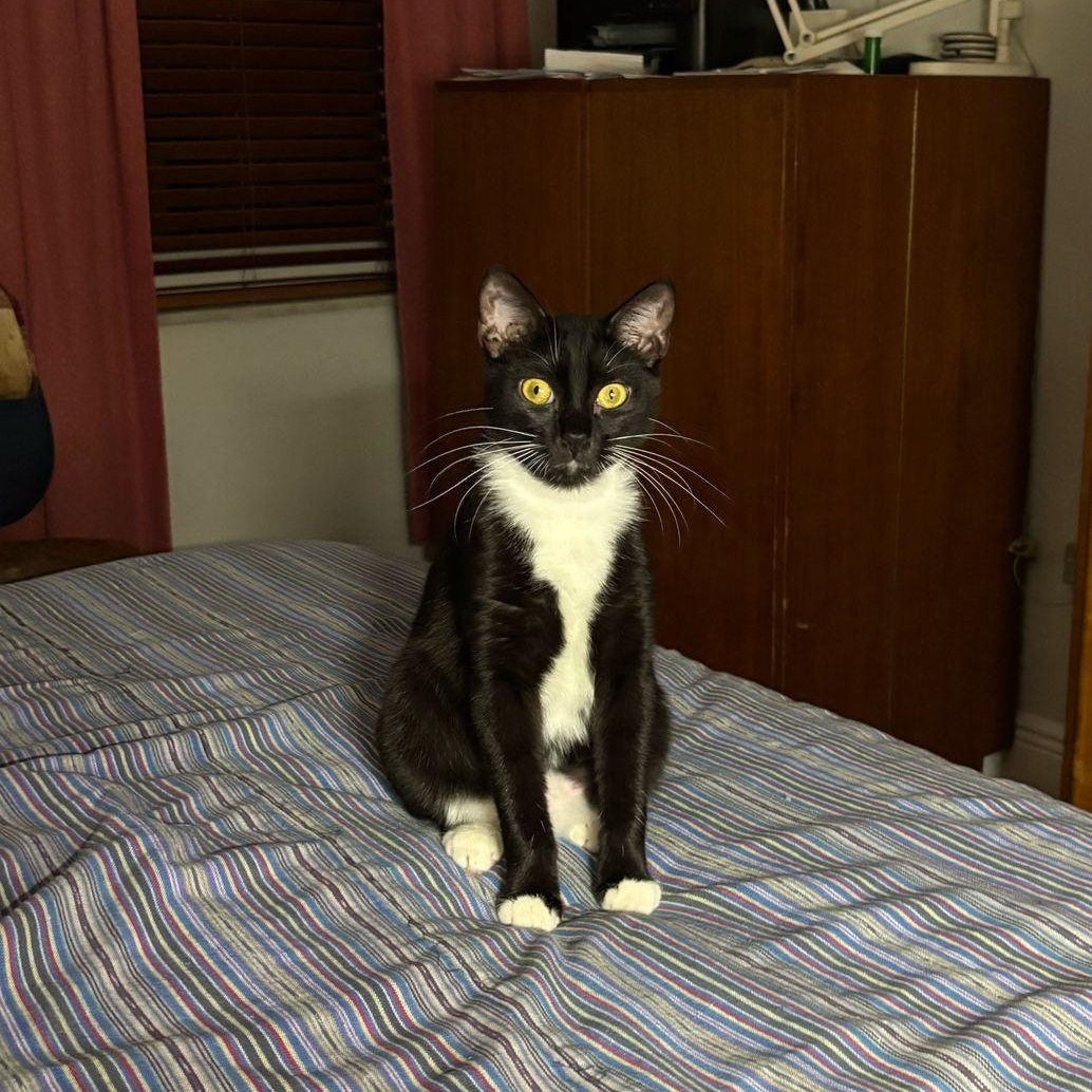 Simona, a Adoptable Tuxedo in Miami Beach, FL image 3/3