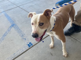 Mack, an adoptable Pit Bull Terrier, Mixed Breed in Thousand Oaks, CA, 91360 | Photo Image 2