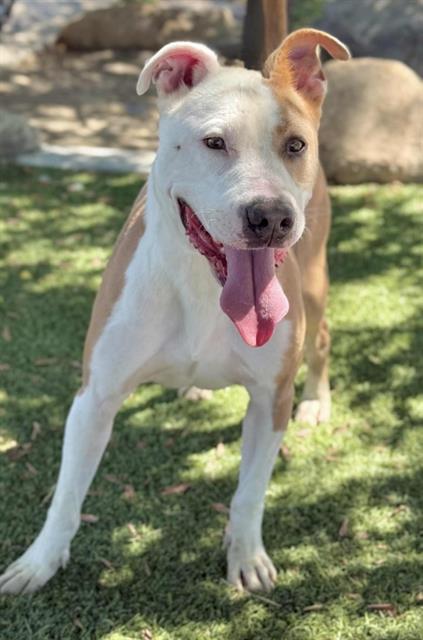 Mack, an adoptable Pit Bull Terrier, Mixed Breed in Thousand Oaks, CA, 91360 | Photo Image 1