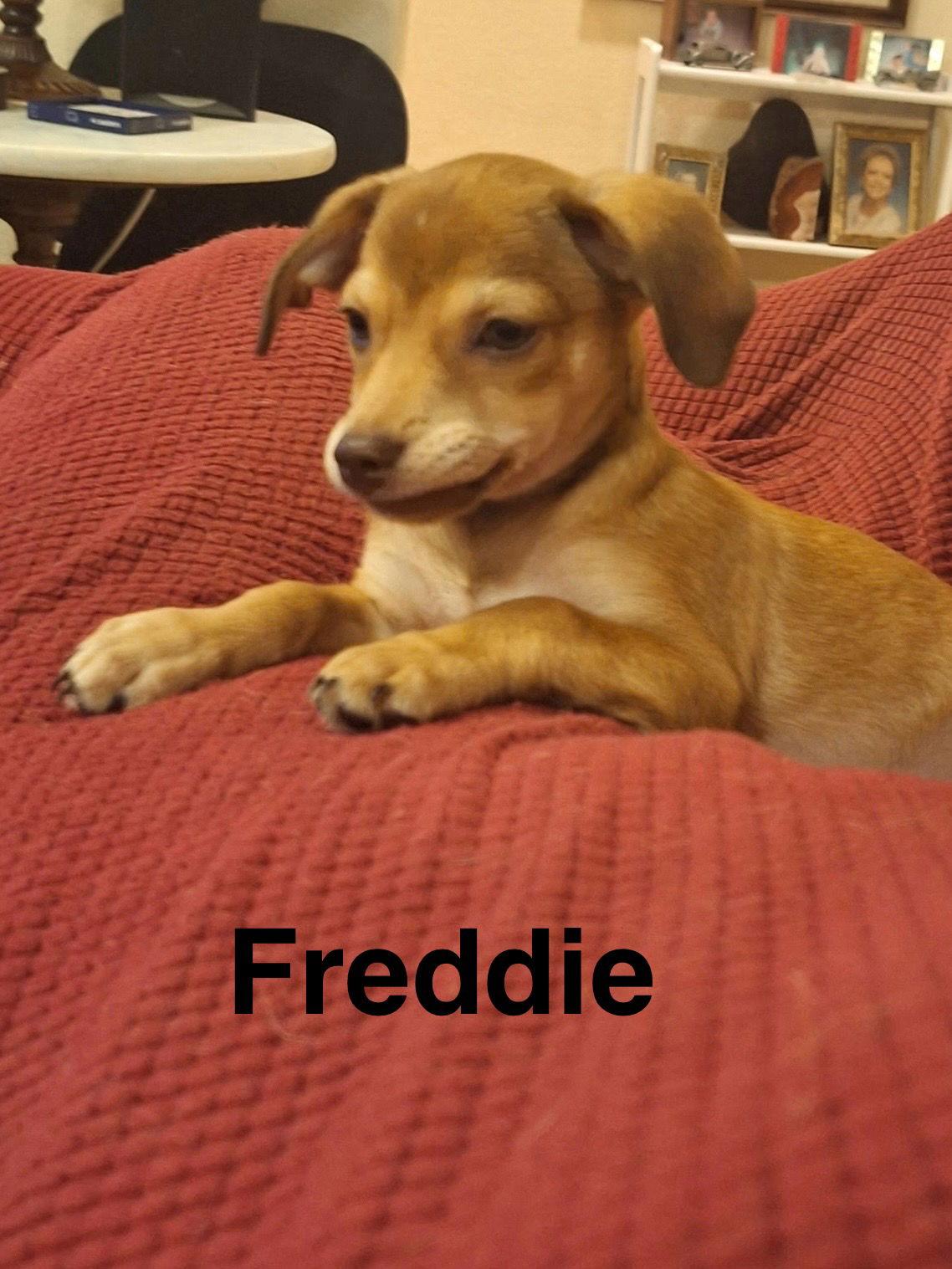 Freddie, Adopted, Puppy Male Dachshund & Chihuahua.