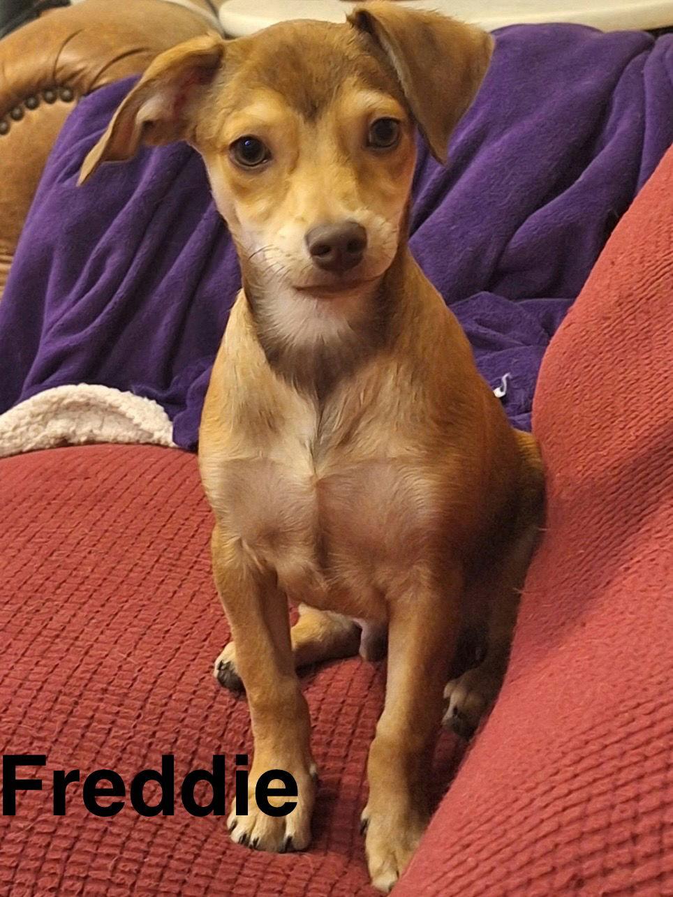 Enlarge Freddie, a Adopted mixed breed in Pipe Creek, TX image 2/3