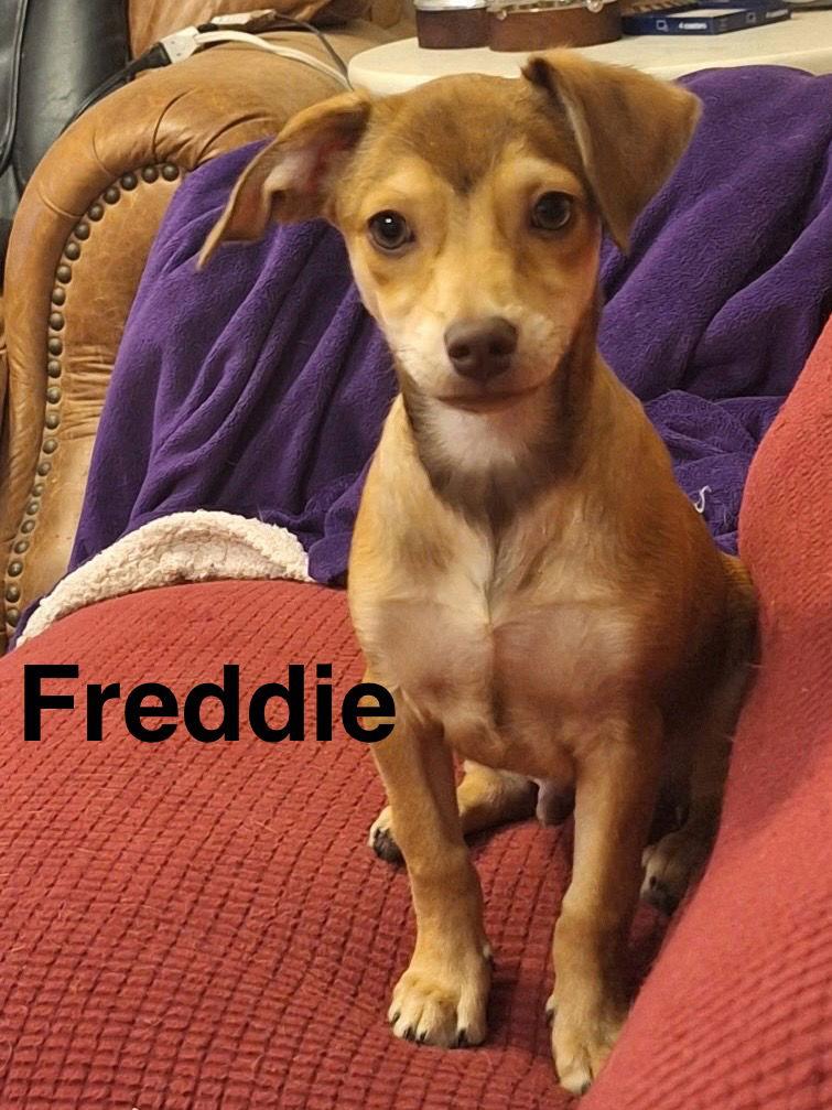 Enlarge Freddie, a Adopted mixed breed in Pipe Creek, TX image 3/3