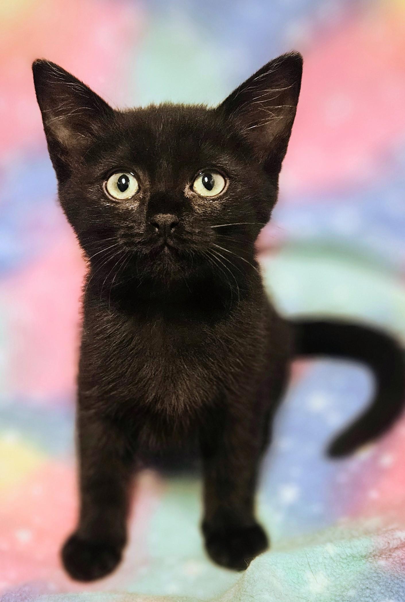 Chester - Rancho Cucamonga PetSmart, an adopted Domestic Short Hair in Rancho Cucamonga, CA image 4/6