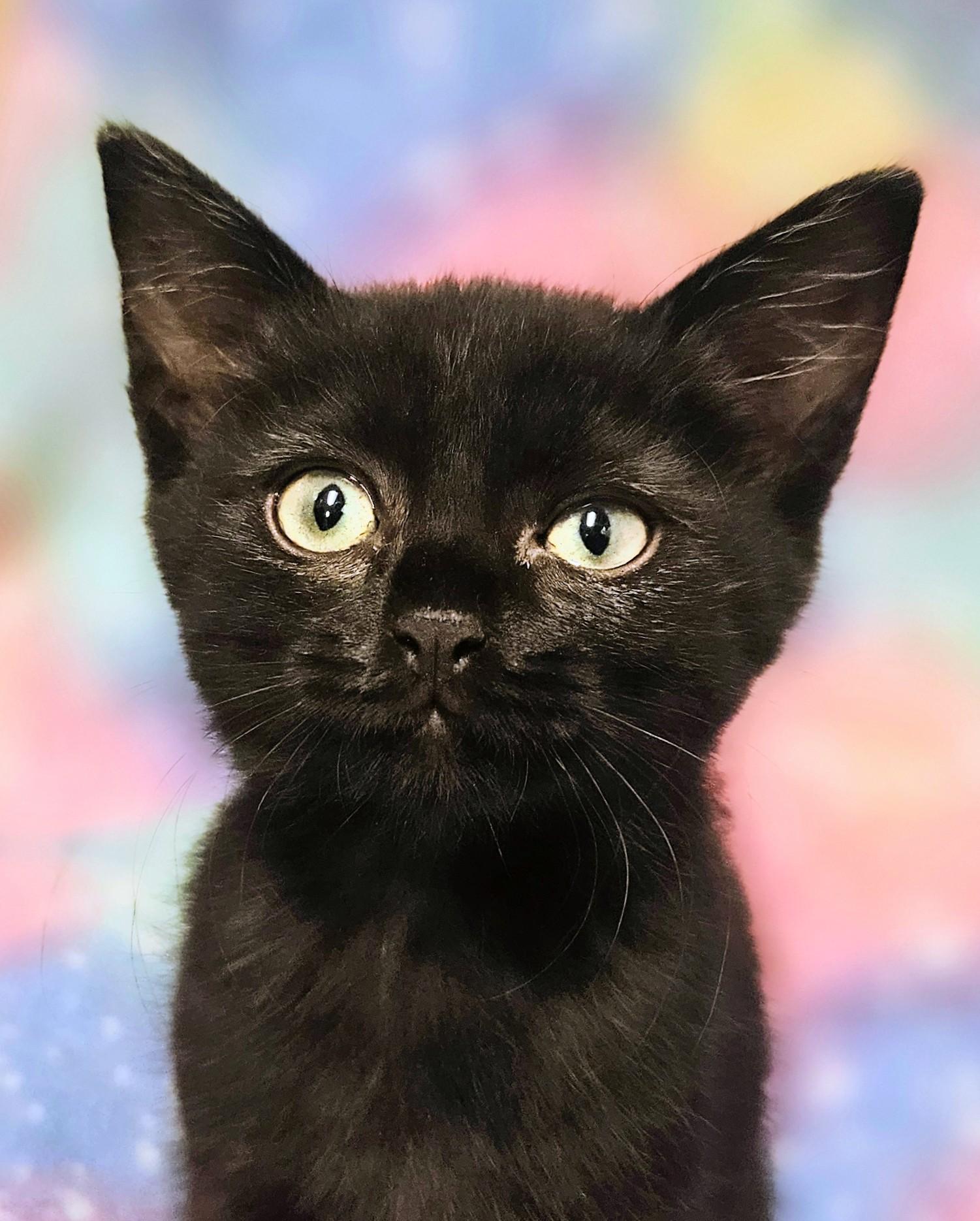 Chester - Rancho Cucamonga PetSmart, an adopted Domestic Short Hair in Rancho Cucamonga, CA image 1/6