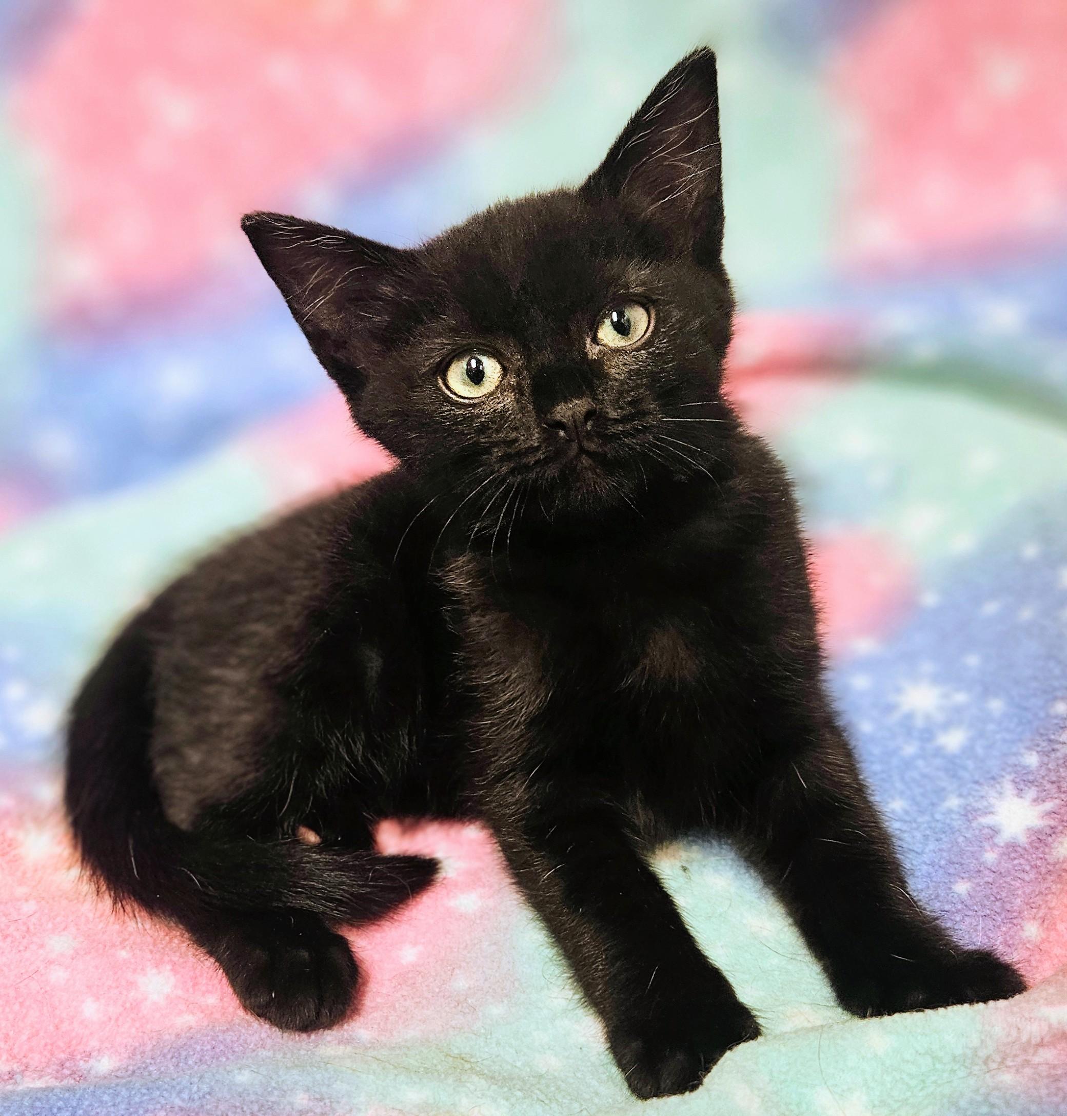 Chester - Rancho Cucamonga PetSmart, an adopted Domestic Short Hair in Rancho Cucamonga, CA image 5/6